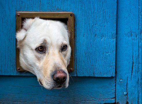 Pros And Cons Of A Dog Flap In A Door